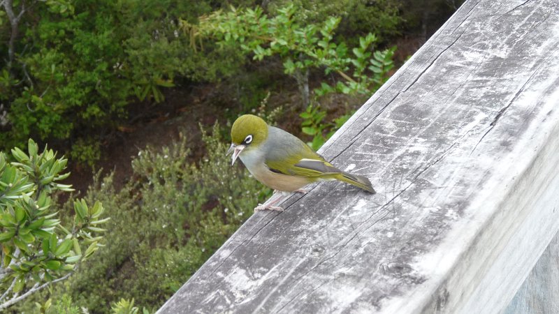 B (21) Silvereye.JPG